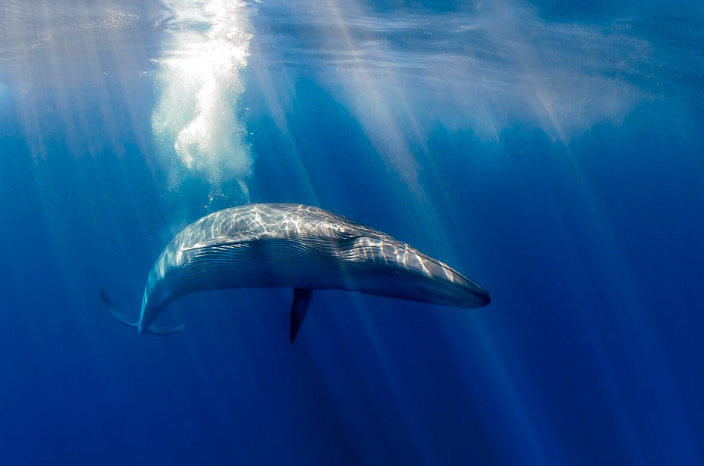 ballena